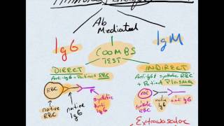 Autoimmune Hemolytic Anemia amp Coombs Test  What Is It  COMLEXUSMLE [upl. by Jeannie]