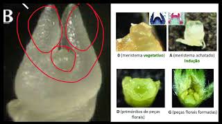 10  Cultura de meristemas  Técnica [upl. by Marchese696]