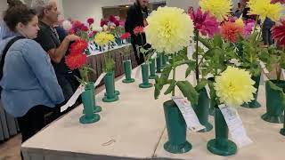 Central States Dahlia Society 2023 Dahlia Show at the Chicago Botanic Garden [upl. by Edmondo]