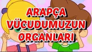 ARAPÇA VÜCUD ORGANLARIMIZ [upl. by Pani277]