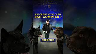 Estce que votre CHIEN sait COMPTER   Exercice [upl. by Sadira]