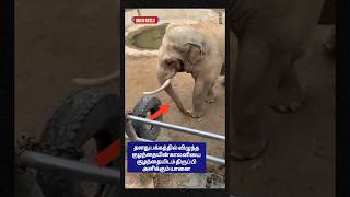 குழந்தைக்கு உதவி செய்த யானை❤️ shorts elephant animals [upl. by Palladin]