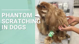 Phantom Scratching in Dogs  Chiarilike Malformation and Syringomyelia Symptom [upl. by Ocnarf]