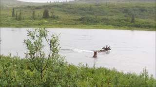 Alaska  Bear Chasing Moose  Denali National Park [upl. by Elleneg]