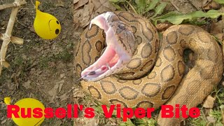 Russells viper snake bite experiment  घोनस सांप कैसे काटता है [upl. by Ackley527]