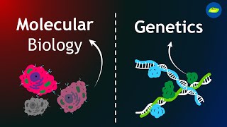 Molecular Biology vs Genetics  Scope  Opportunities  Basic Science Series [upl. by Aicirtak]