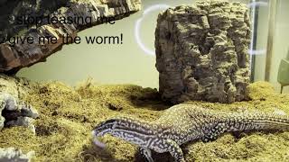 Ackie monitor super worm feeding [upl. by Taite]