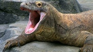 SPOTLIGHT The Komodo Dragon — Worlds Largest Living Lizard  Encyclopaedia Britannica [upl. by Reuben771]