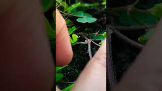 Marsilea seed bouncing when it touch☘️☘️ [upl. by Ahsinik264]