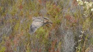 Fynbos Buttonquail Turnix hottentottus flushed into flight [upl. by Soren124]