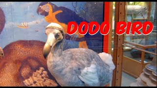 The Dodo Birds [upl. by Eniamreg]