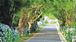 Passeio pelo interior da ilha Terceira Açores  Tour on Terceira Island Azores [upl. by Coniah]