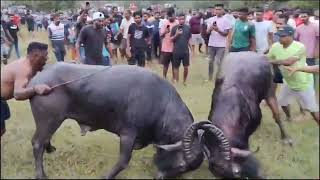 Bullfights Goa  Traditional Dhirio Sport  Goan Dhirio Sport [upl. by Amaryl]