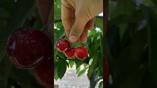 Delicious cherries 🍒 garden gardening fruit fruitpicking village villagelife organic [upl. by Drandell]