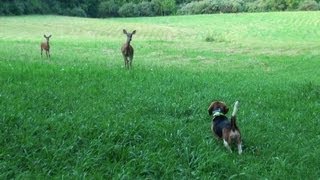 Skyviews Beagles Pleasure Run With Deer July 19 2011mpg [upl. by Dyal978]