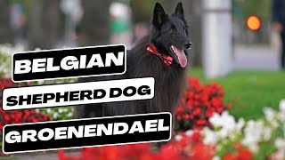 Belgian Shepherd Dog Groenendael [upl. by Nodaj112]