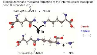 Transglutaminase main reaction crosslinking or transamidation FOTGCREN v1 [upl. by Ellehcal]