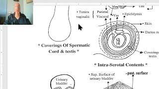 Anatomy of male genital system in Arabic 2023 Spermatic cord by Dr Wahdan [upl. by Euqinahs]