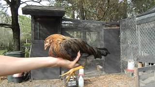 How to tell a hen from a rooster with 2 month old chicks chickens [upl. by Daphne]