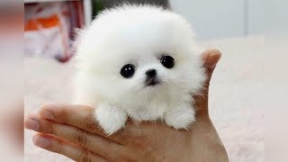 The SMALLEST DOG BREEDS in the World [upl. by Nnylyam]