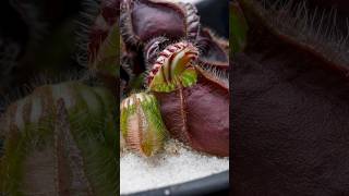 Australian Pitcher Plant Cephalotus follicularis plants carnivorousplants pitcherplant [upl. by Calysta]