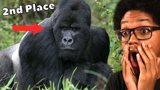 The Primates Tier List Reaction [upl. by Ellierim120]