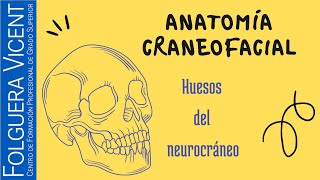 Aprende fácil los huesos del neurocráneo [upl. by Neahs12]