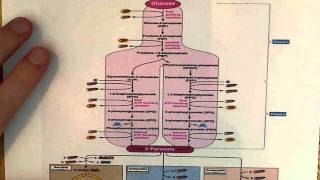 Glycolysis [upl. by Aihsemek404]