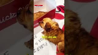 كلبها يشبه قطعة دجاج 🐔 [upl. by Nomolas]