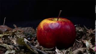 Decomposing apple time lapse [upl. by Kovacev]