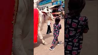 😯Masha ALLAH Bacha sibbi bull ghumane le gaya💪 viral cowvideos shorts short kids bakraeid cow [upl. by Jobina]