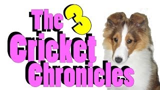 The Cricket Chronicles Play Time  e3 [upl. by Lleryd]