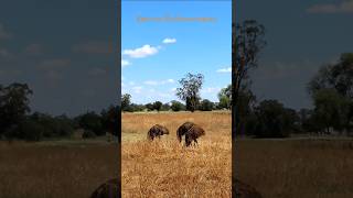 Emus on Wailwan country birds nature wildlife [upl. by Enitsud]