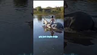 Jeszcze na kajusi 🧚‍♀️ tęsknie za nią horse equestrian pony funny meme comedy konie [upl. by Marjana768]