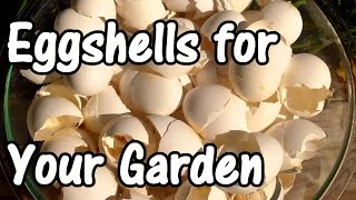 2 Min Tip How We Use Eggshells in Our Garden Eggshell Calcium [upl. by Beret]