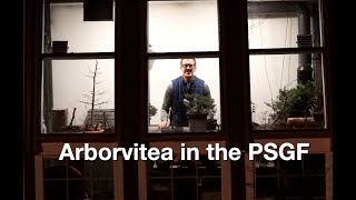 Arborvitae Prunes Daves Bonsai E365 [upl. by Lashonde]