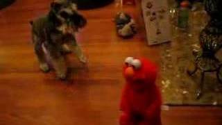 Dog meets Elmo [upl. by Jestude]