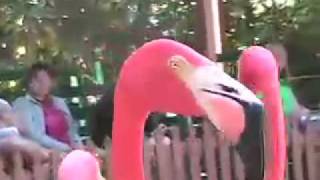 Marching Flamingos [upl. by Newbill]