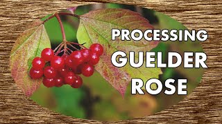 Processing Native Guelder Rose for Seed in the Tree Nursery  No Talking [upl. by Eneloc]