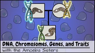 DNA Chromosomes Genes and Traits An Intro to Heredity [upl. by Keele]