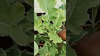 My favourite Kale plant The Perennial Daubenton Panache kale plant Grows all year round 😋 [upl. by Aneis]