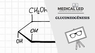 GLUCONEOGÉNESIS Parte 1 Proceso de síntesis de glucosa [upl. by Grounds]