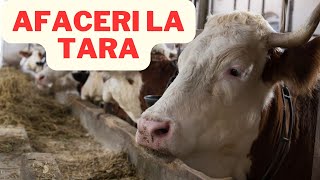 5 idei de afaceri la tara [upl. by Nnyleuqcaj]