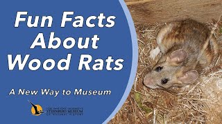 Fun Facts About Wood Rats  A New Way to Museum [upl. by Natale]