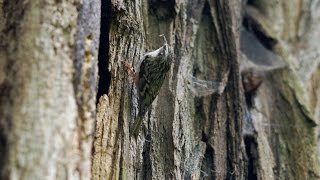 Shorttoed Treecreeper Certhia brachydactyla  Gartenbaumläufer [upl. by Revkah]