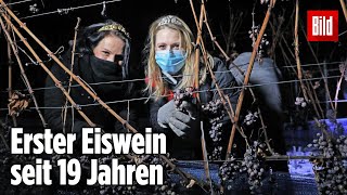 So entsteht der seltene Eiswein [upl. by Ahsen]