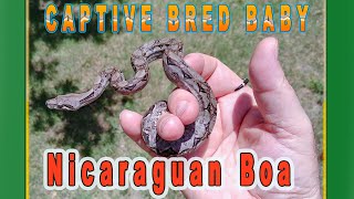 A look at the Nicaraguan baby Boa for a pet [upl. by Cohin40]