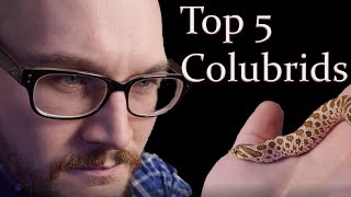 Top 5 Colubrid Snakes [upl. by Sedecrem170]