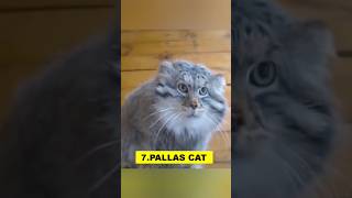 Pallas cat pallascat cat facts amazingfacts viralshorts [upl. by Sebastian]