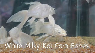 White Milky Koi Carp Fishes KoiFish  MilkyKoi  UnderwaterMagic [upl. by Funda]